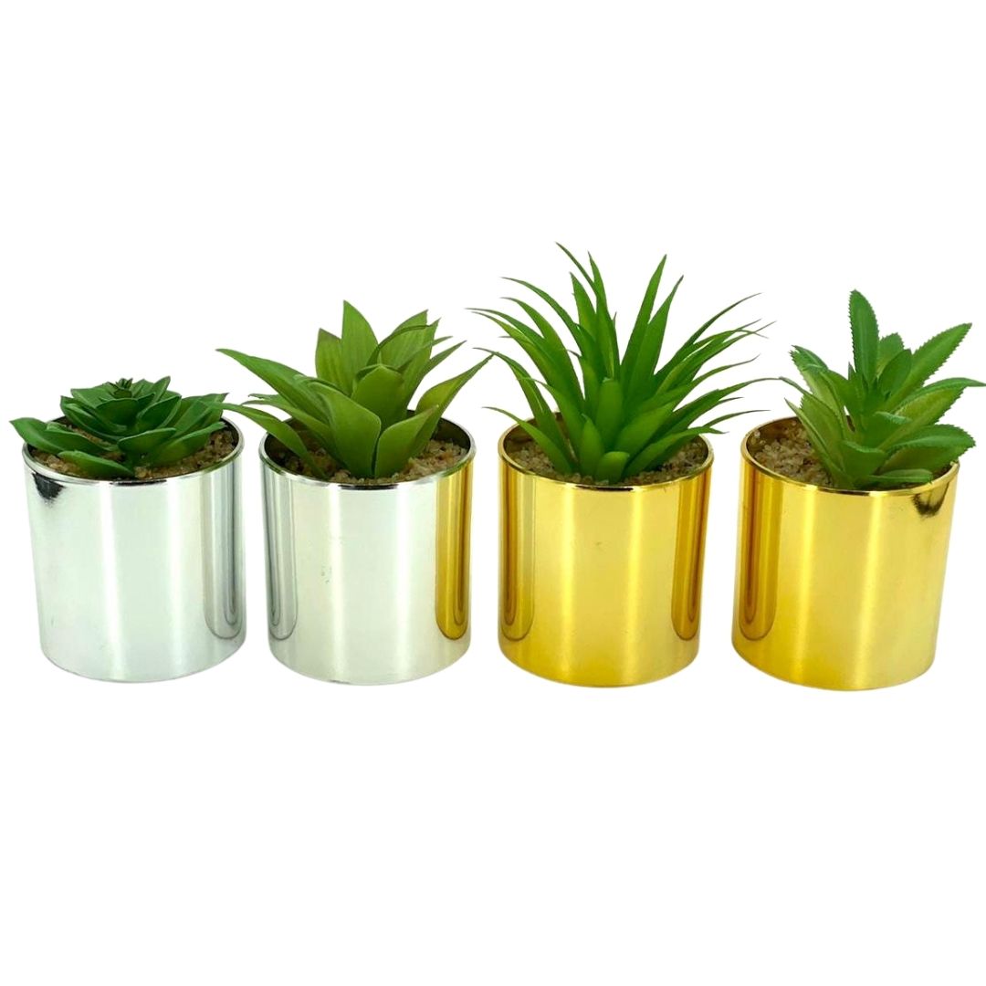 סוקולנט - זהב וכסף