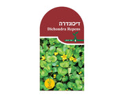 דיכונדרה | כ-1 גרם זרעים (2 מ"ר)