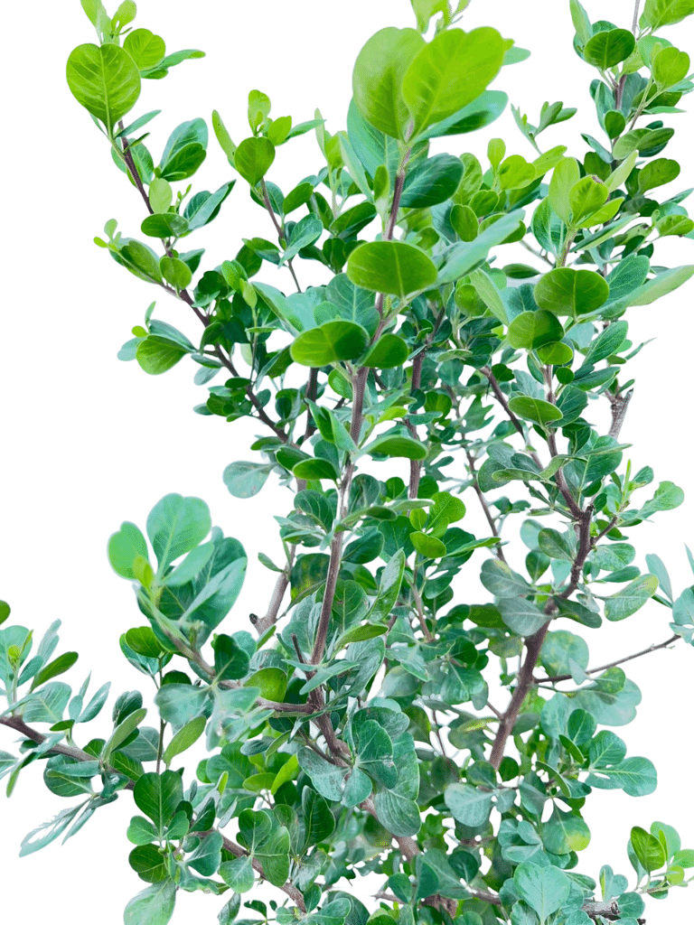 אוג מכחיל (גלאוקה) | עציץ בנפח 4 ליטר