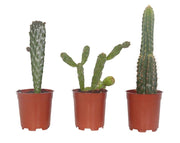 קיט 3 קקטוסים קוצניים | עציץ בקוטר 12 ס"מ