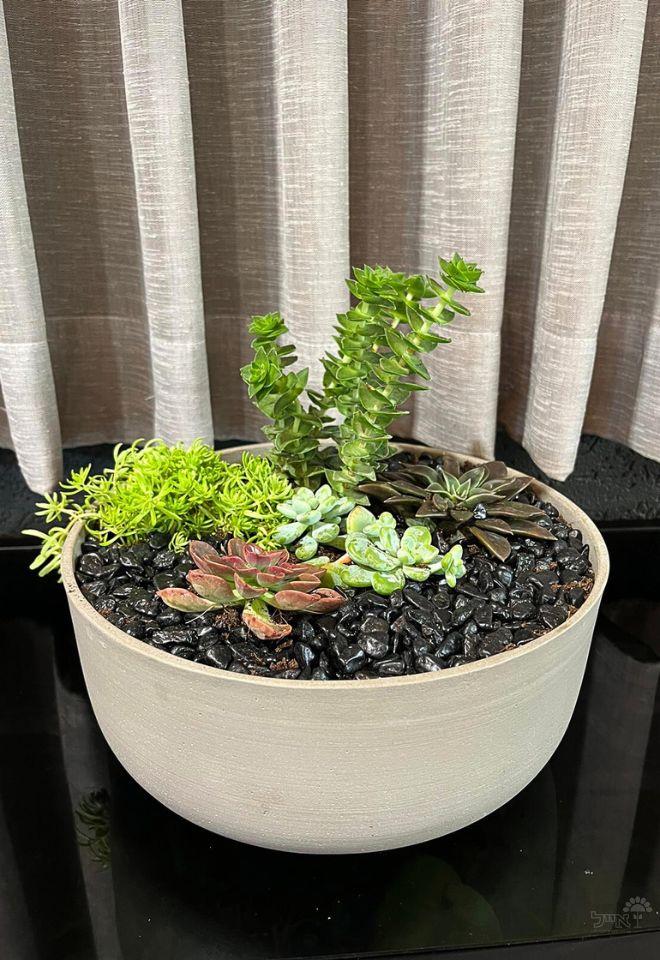 קערת סקולנטים | בינונית | שחור / אפור מאט