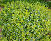 פיטוספורום ננסי | עציץ בנפח 10 ליטר