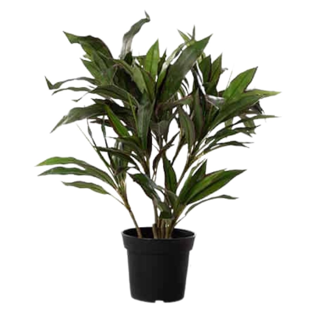 דרצנה מגוונת ננסית