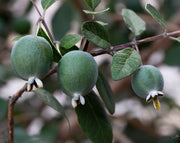 עץ פיג'ויה | עציץ בנפח 25 ליטר
