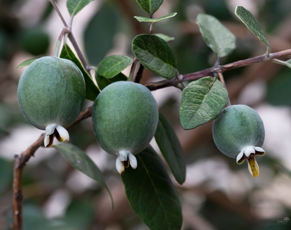 עץ פיג'ויה | עציץ בנפח 25 ליטר