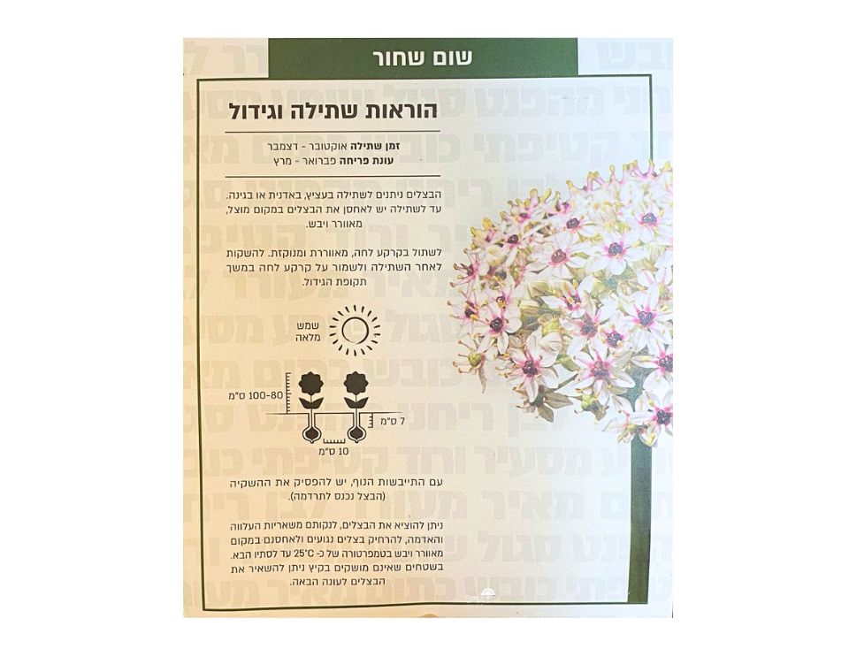 שום שחור | 3 יחידות