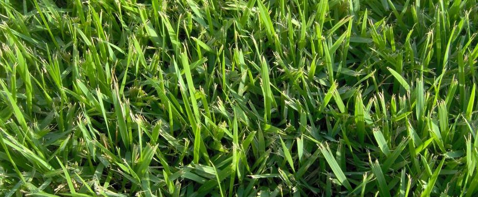 דשא מוכן - אלטורו | דשא טבעי