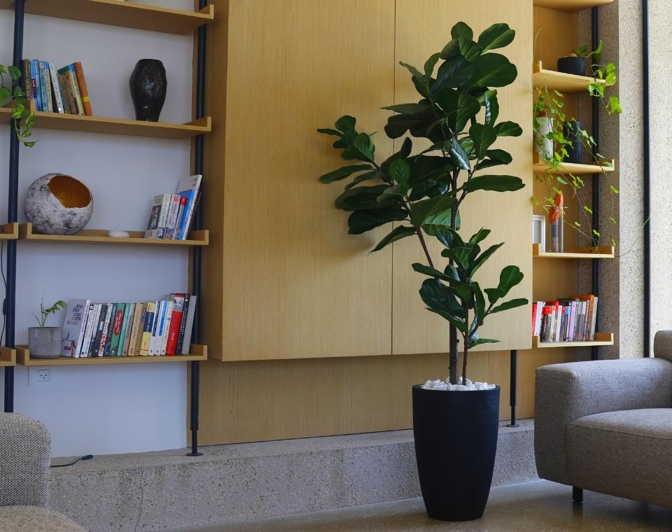 כד פמילי | 58 ס״מ | פיקוס כינורי ענק מלאכותי