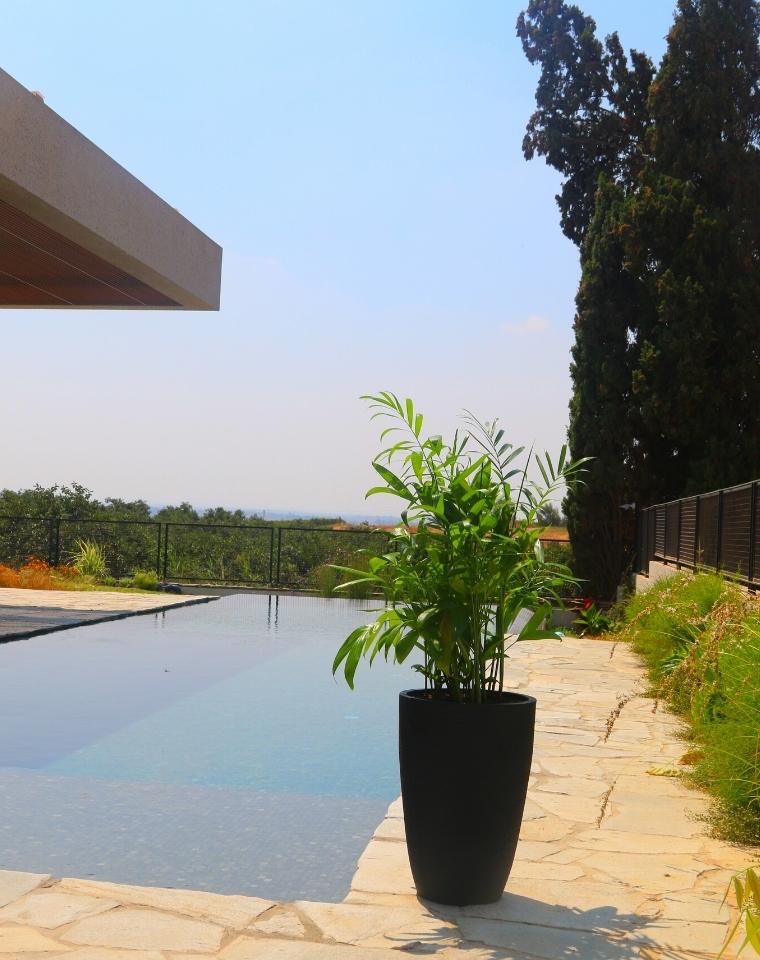 כד פימלי | 55 ס״מ | צמח דקל חמדוריאה שפריצי