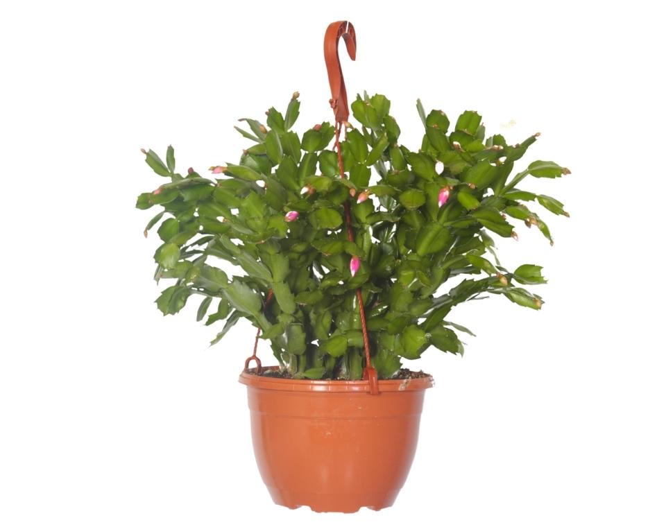 זיגו-קקטוס | עציץ בנפח 4 ליטר