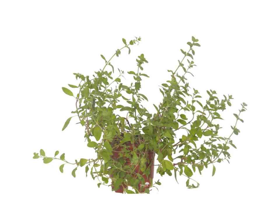 מיורם | עציץ בקוטר 12 ס״מ