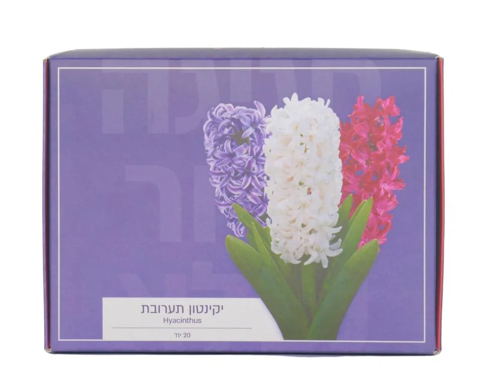 מארז פקעות | תערובת יקינטון | 3-20 יחידות