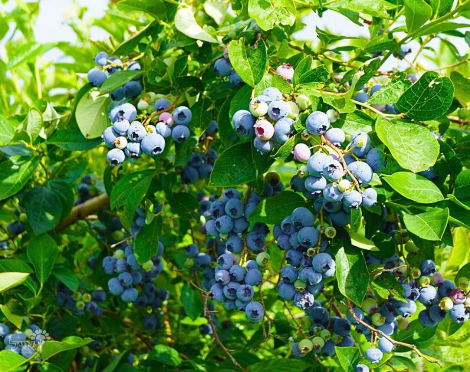 אוכמניות | עציץ בנפח 25 ליטר