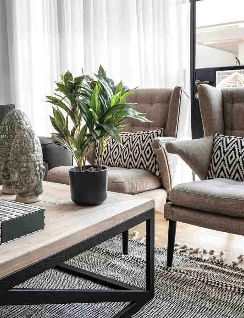 דרצנה מגוונת ננסית כולל כד