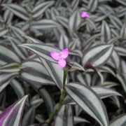 היהודי הנודד (זברינה) | עציץ בקוטר 12 ס״מ