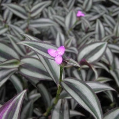 היהודי הנודד (זברינה) | עציץ בקוטר 12 ס״מ