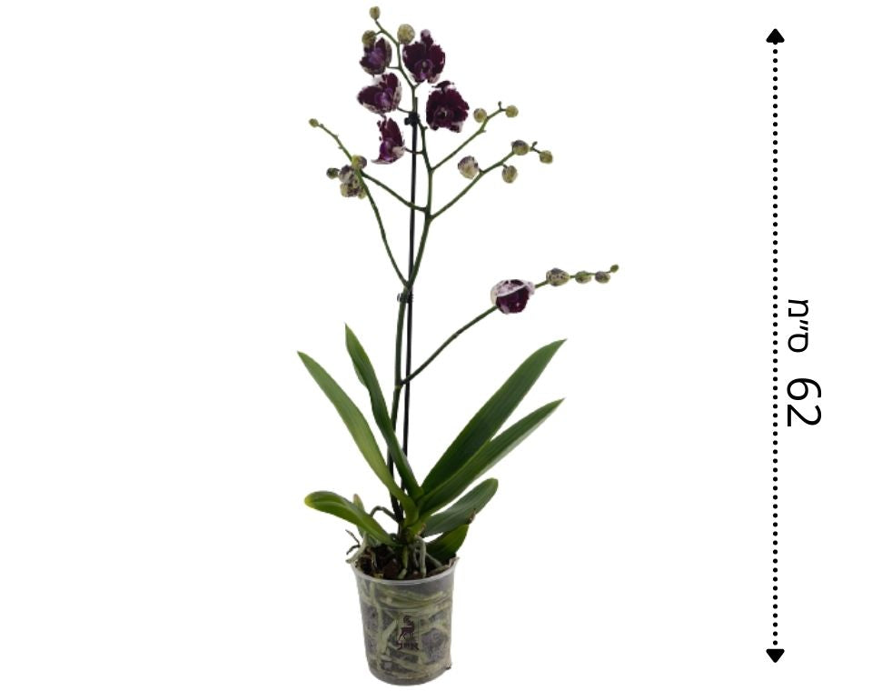 סחלב חד-ענפי מגוון | סגול | עציץ קוטר 12 ס"מ