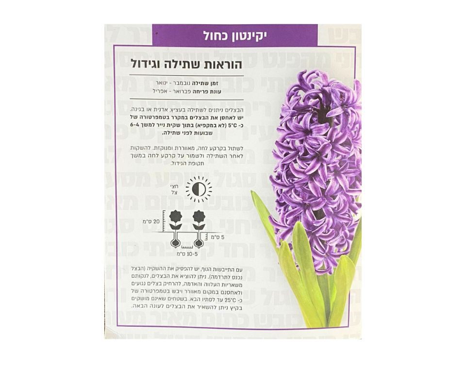 יקינטון כחול | 3 יחידות