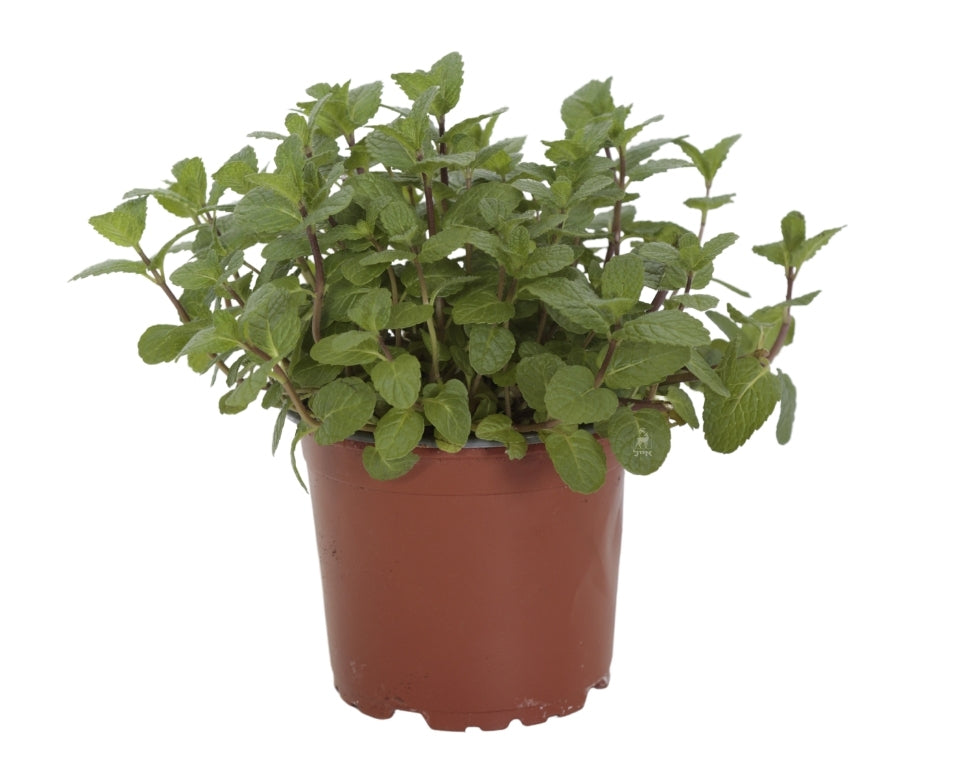 נענע | עציץ בקוטר 12 ס״מ