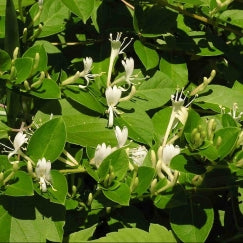 יערה יפנית | עציץ בנפח 10 ליטר