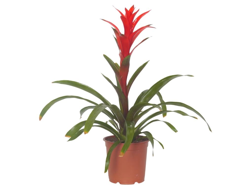 גוזמניה | עציץ בנפח 4 ליטר