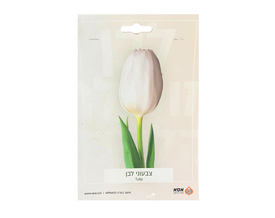 צבעוני לבן | 6 יחידות