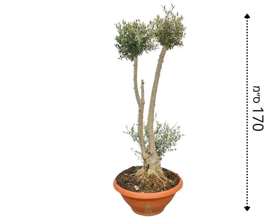 עץ זית פונפונים | עציץ בנפח 50 ליטר