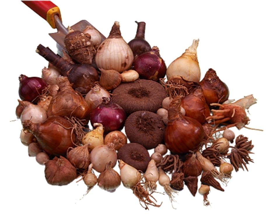 מארז פקעות  | 8 זנים | 118 פקעות