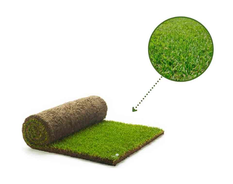 דשא מוכן - אלטורו | דשא טבעי