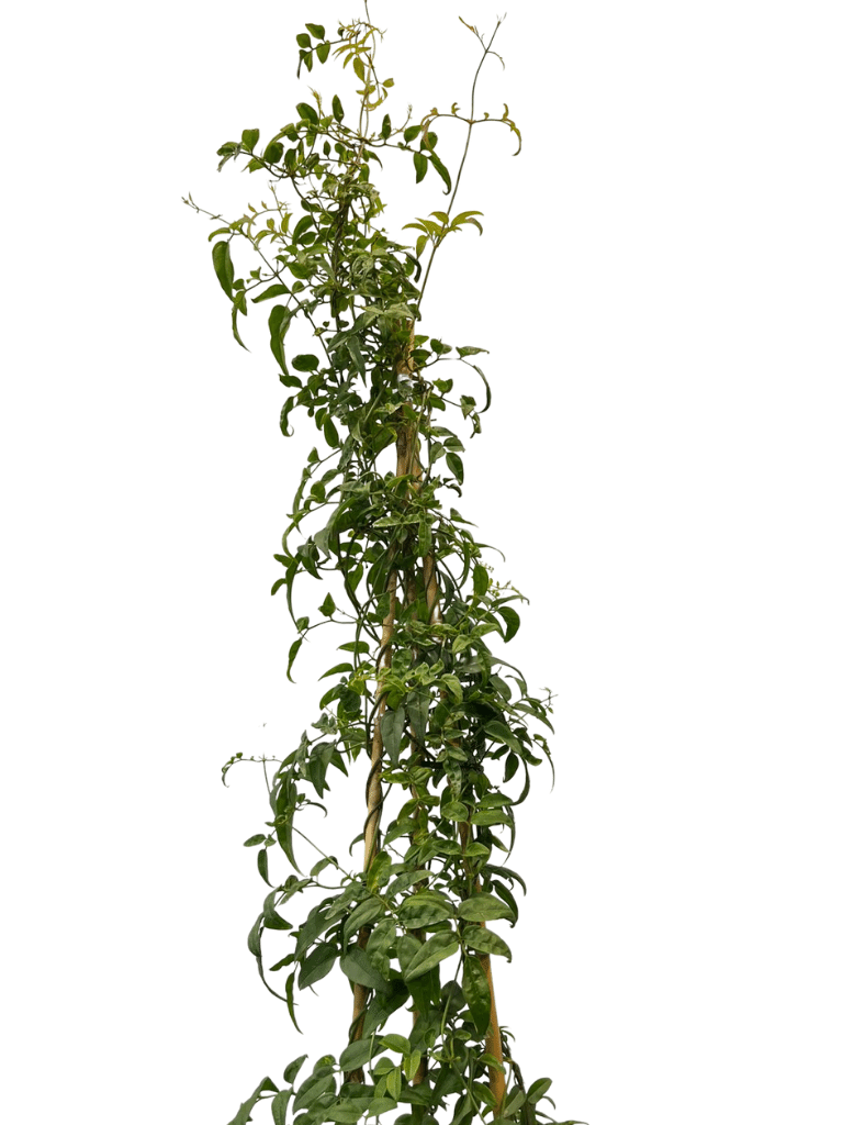 יסמין אזורי | עציץ בנפח 10 ליטר