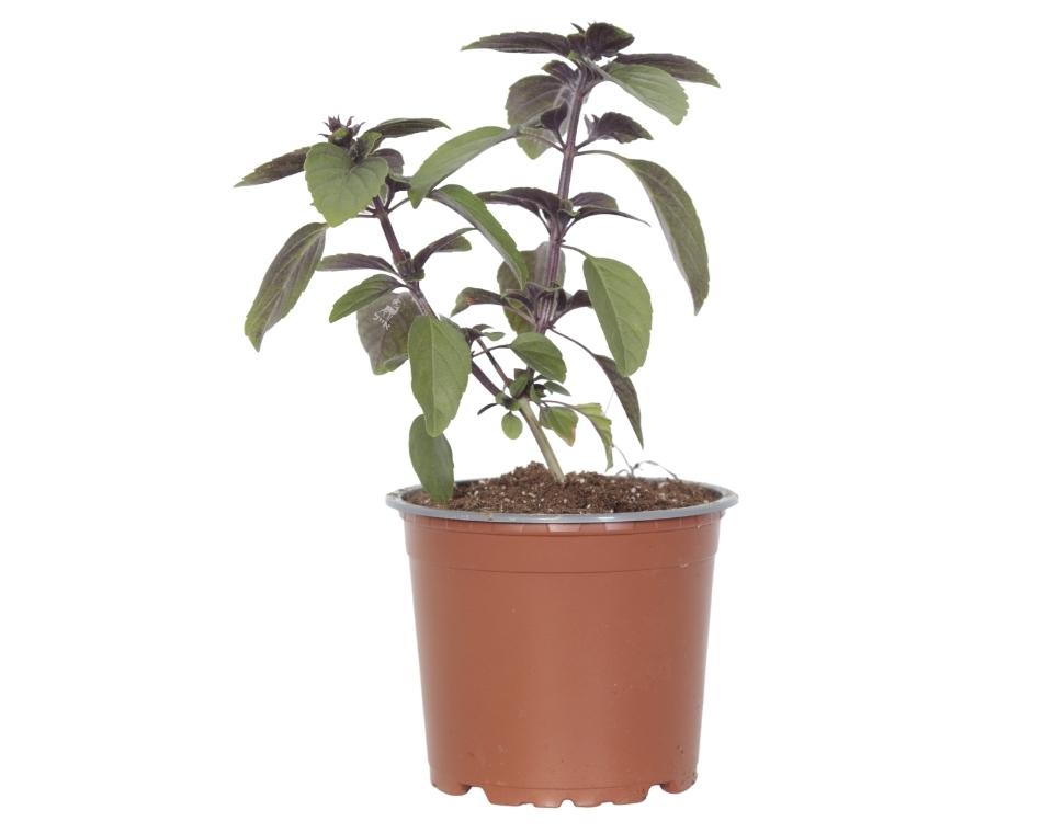 בזיליקום מג'יק | עציץ קוטר 12 ס״מ