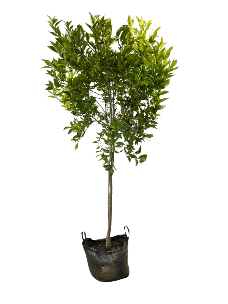 עץ קלמטינה-מיכל | עציץ בנפח 50 ליטר