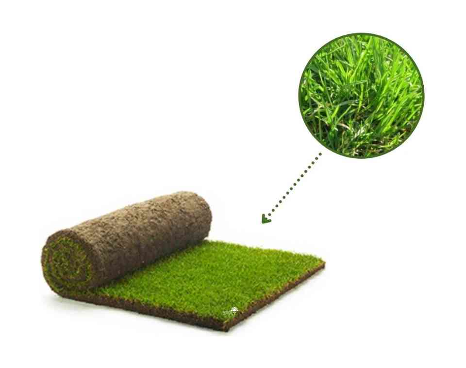 דשא מוכן - קיקויו (קוקויה) | דשא טבעי