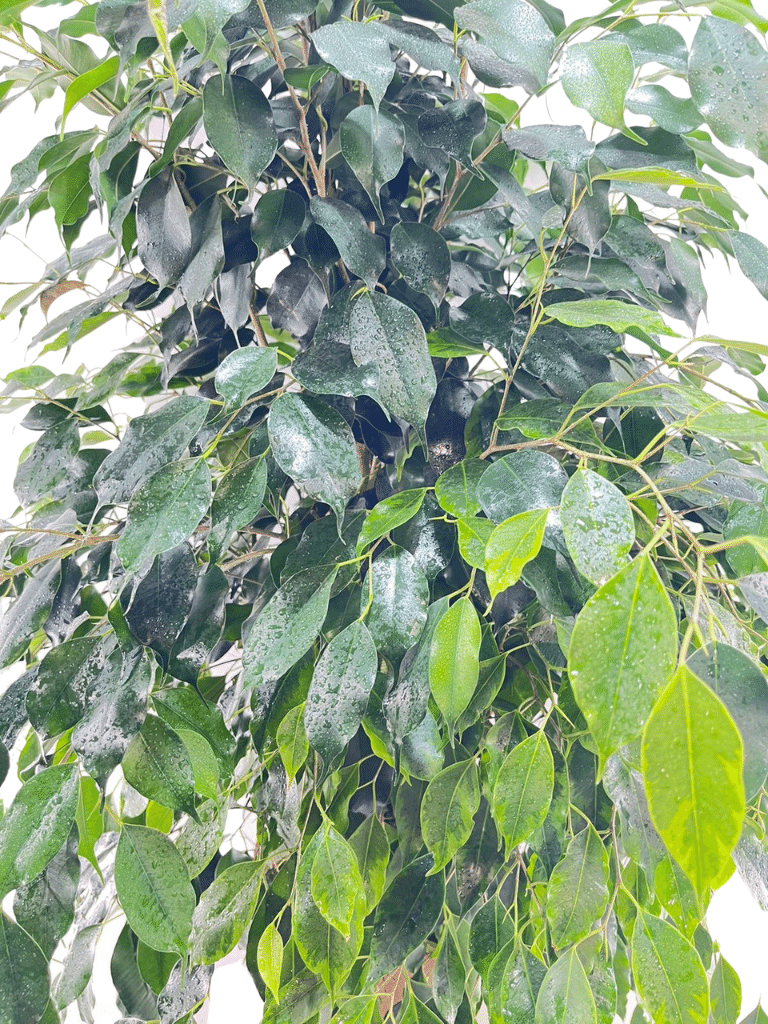 פיקוס בנימיני | עציץ בנפח 10 ליטר