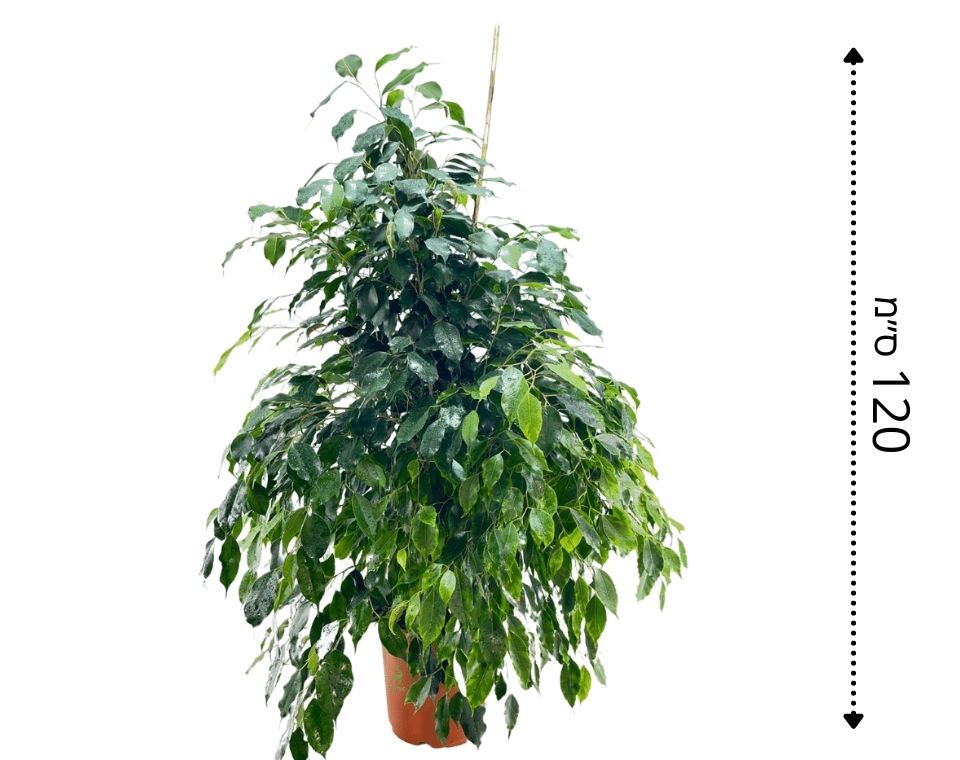 פיקוס בנימיני | עציץ בנפח 10 ליטר