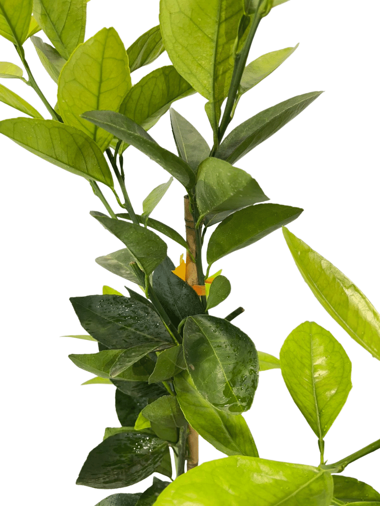 תפוז סיני (קומקוואט) | עציץ בנפח 10 ליטר