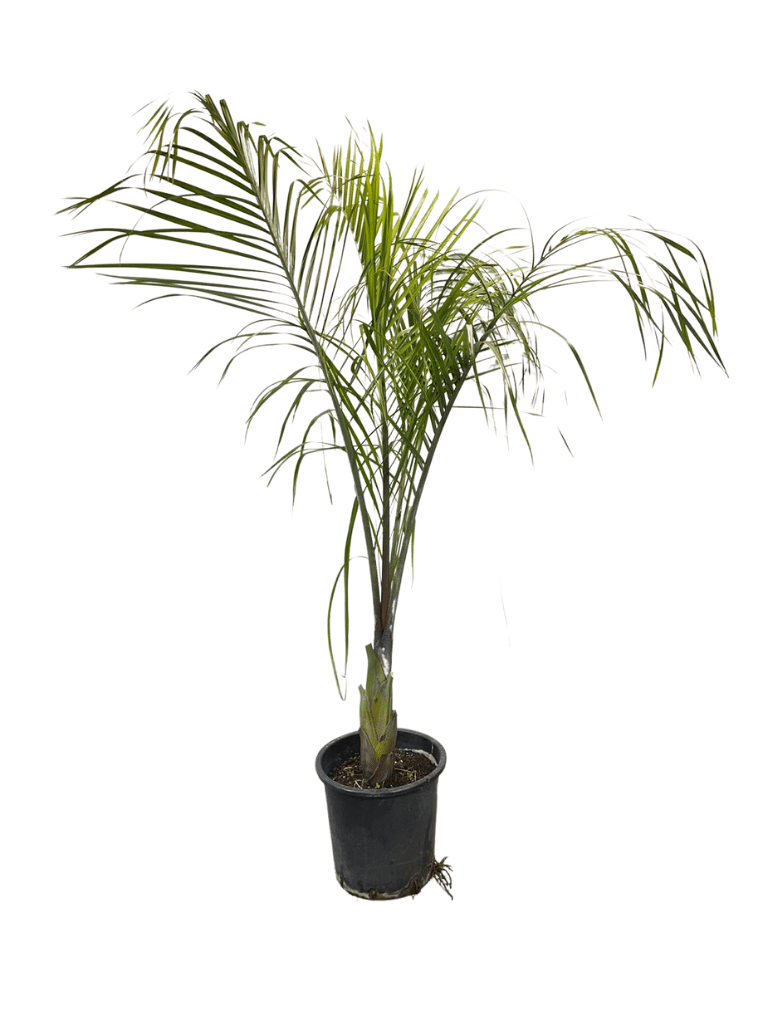 דקל משולש | עציץ בנפח 25 ליטר