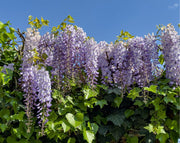 ויסטריה סינית | עציץ בנפח 10 ליטר