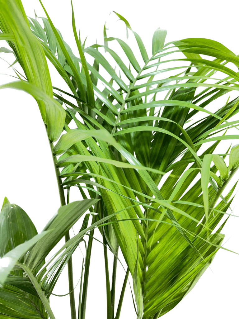 דקל טבעות | עציץ בנפח 10 ליטר