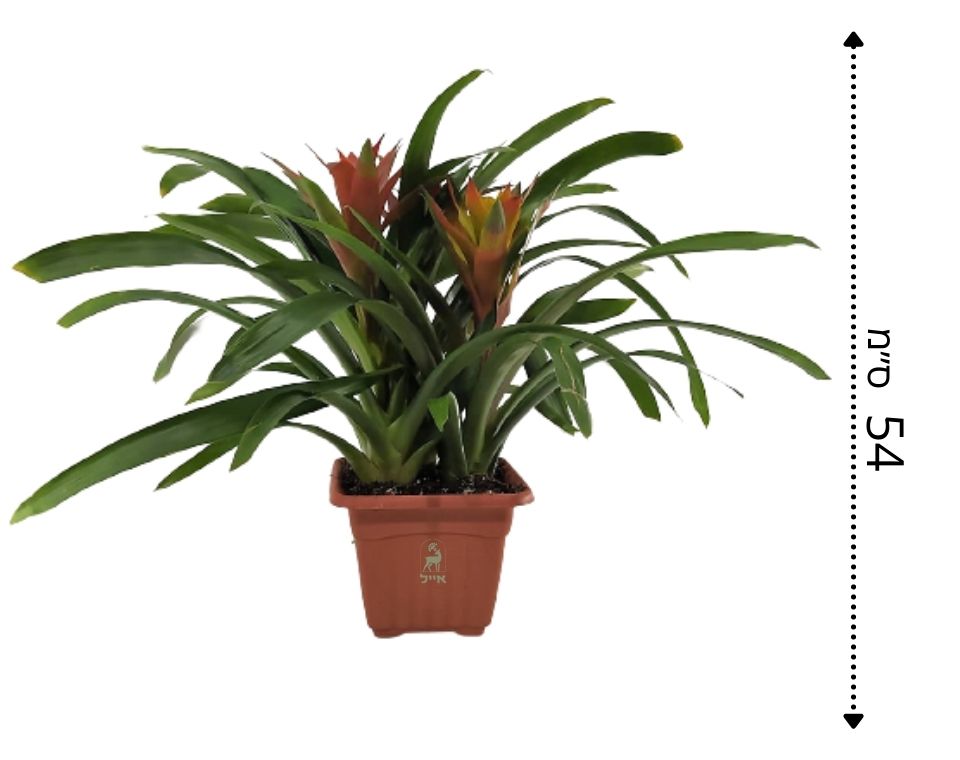 שלישיית גוזמניה | עציץ בנפח 10 ליטר