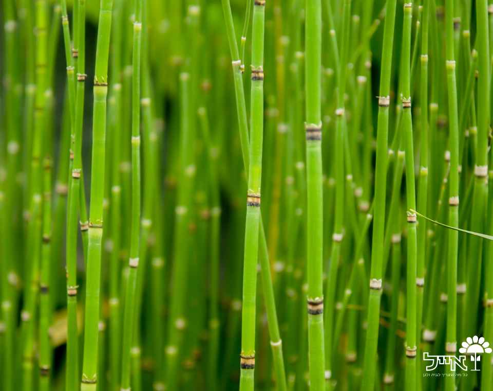 שבטבט | עציץ בנפח 10 ליטר