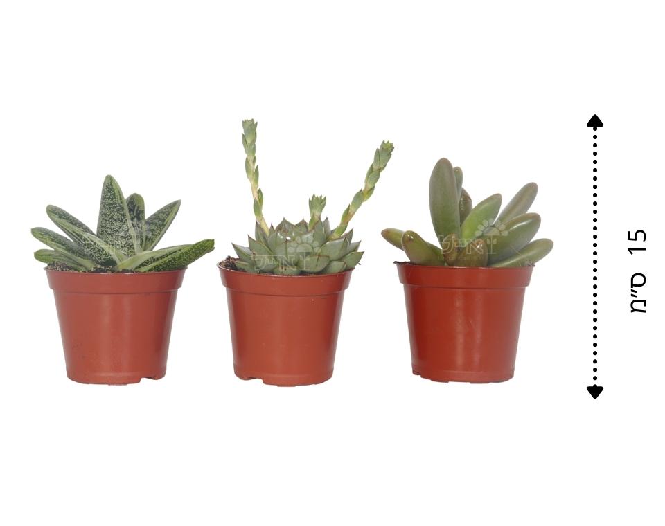 קיט 3 סקולנטים בשרניים | עציץ בקוטר 8 ס"מ