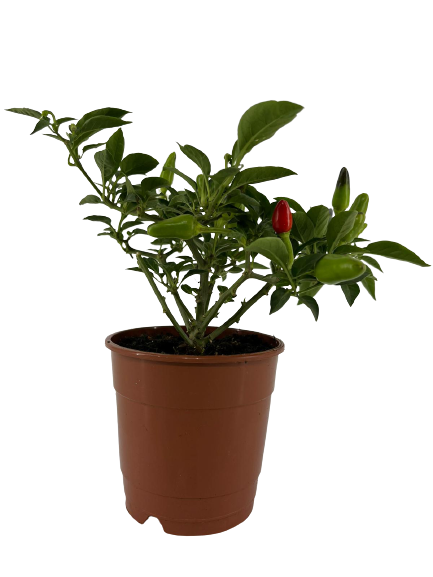 פלפל חריף | עציץ בקוטר 12 ס״מ