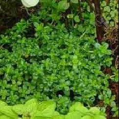 טימין | בעציץ קוטר 12 ס״מ