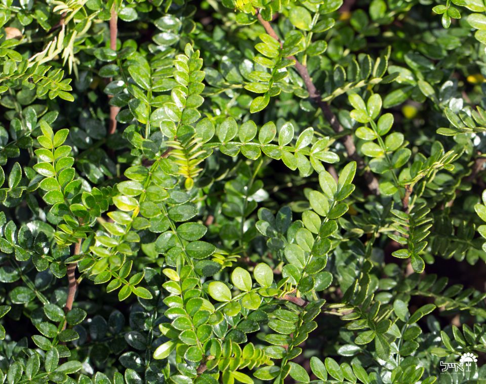 פלפלון סיני | עציץ בנפח 4 ליטר