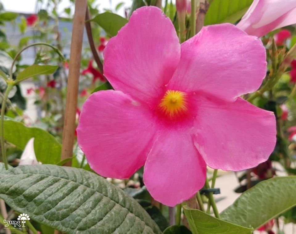 מנדוילה | עציץ בקוטר 12 ס"מ