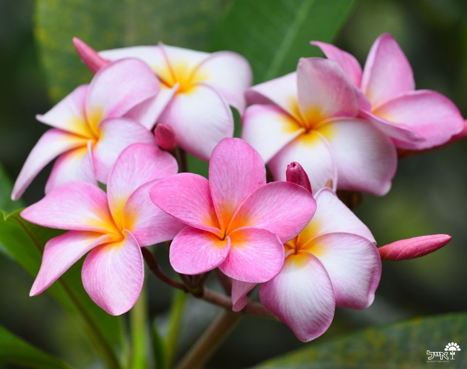 פלומריה ריחנית (פיטנה) | עציץ בנפח 50 ליטר