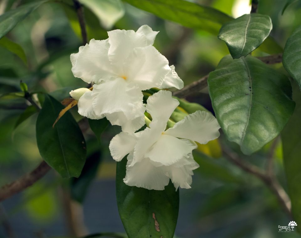 טברנה מונטנה | עציץ בנפח 25 ליטר