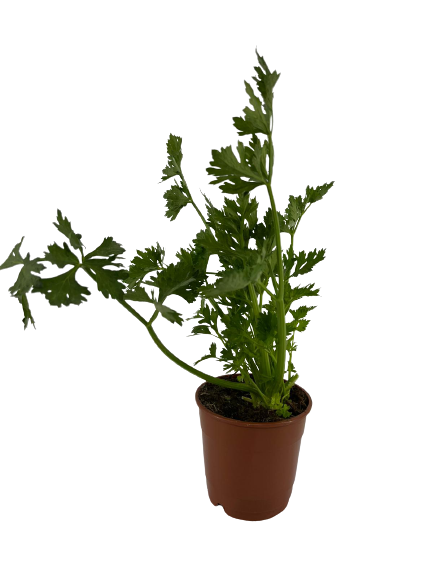 כרפס | עציץ בקוטר 12 ס״מ