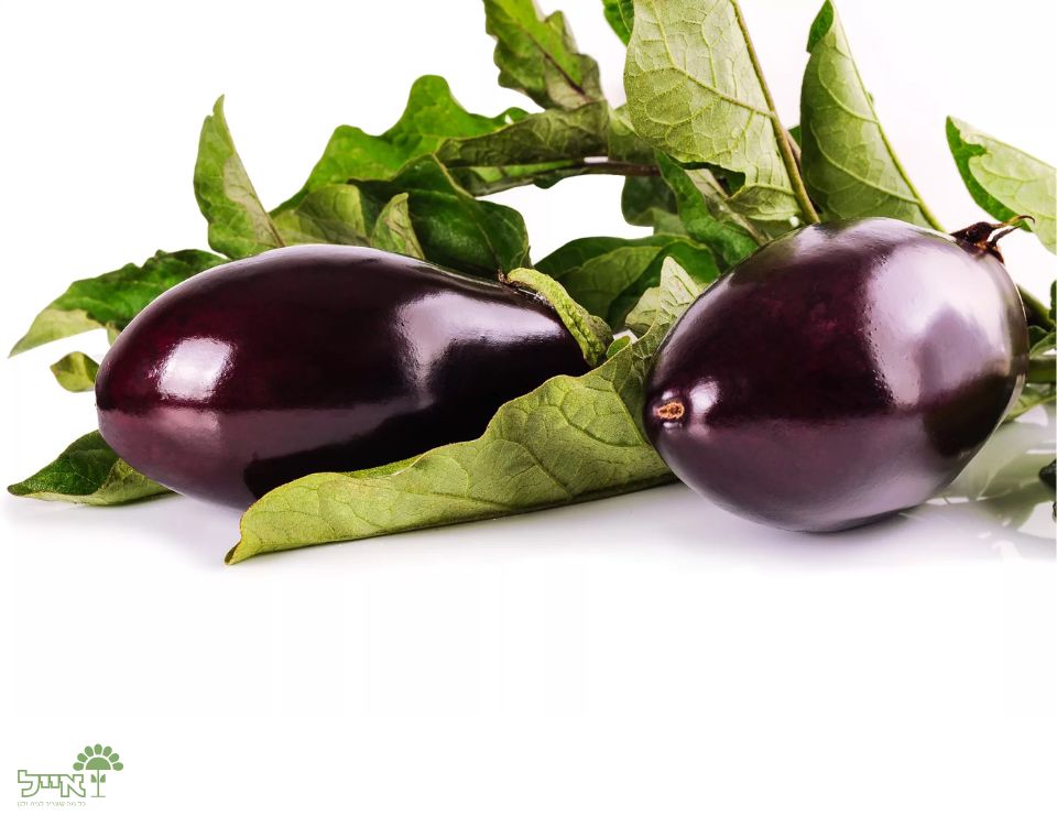 חציל | 10 זרעים